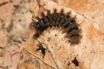 black hairy caterpillar