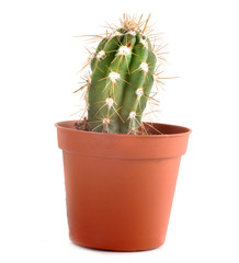 cactus in a pot on a white background