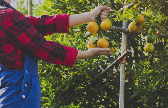 Fresh Orange placed on hand in the garden