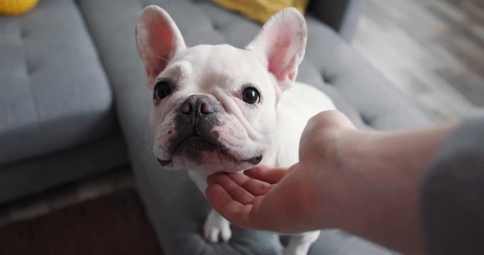 Close up hand strokes and scratches french bulldog care for pet sit on sofa home cute expression indoors young canine s domestic emotion animal funny happy inside laying looking