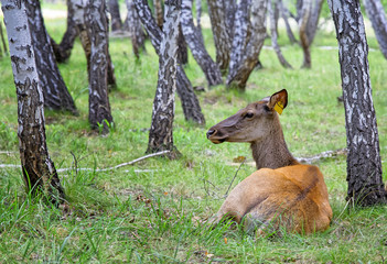 Female deer-maral in the birch forest on the farm