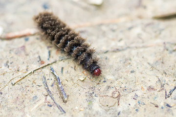 black hairy caterpillar
