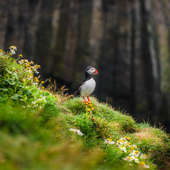 North Atlantic puffins at Icelandic seashore