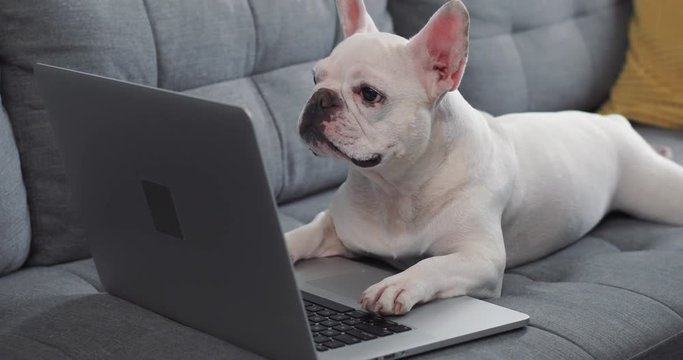 Cute french bulldog use reading on a laptop lying on sofa at home dog computer website house internet technology animal canine pc pretty business puppy pure portrait close up slow motion