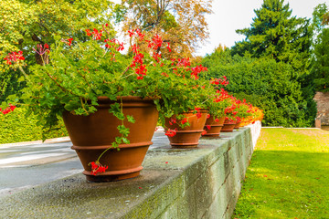 Pots of geraniums