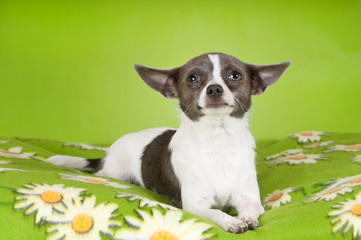 Chihuahua auf Blümchendecke