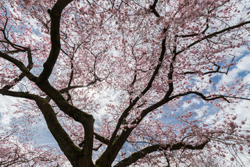 Cherry Blossom 1