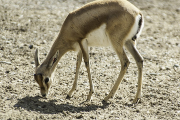 gacela dorcas sahariana (Gazella dorcas neglecta)