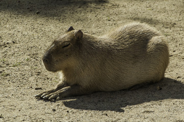 Capibara sunbathing