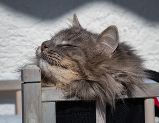 Graue Katze trägt einen schwarzen Winterpulli und entspannt im Sonnenschein auf ihrem Katzenbett