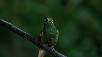 Hummingbird on branck