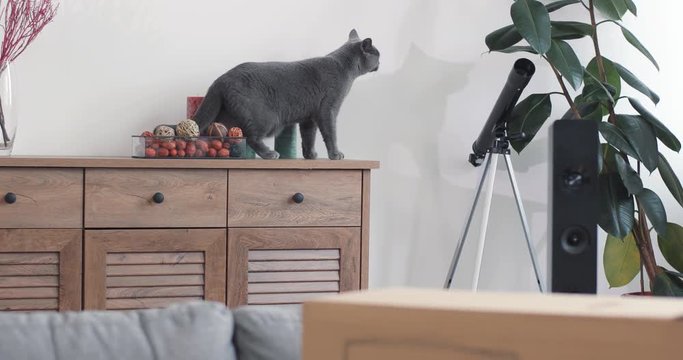 beautiful gray cat running around the shelves at home funny animal funny standing kitty playful playing pretty attacking begging playing closeup companion feeding friend fhealthy jumping