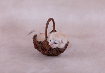 one kitten in a small basket