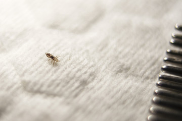 Louse on a white cotton pad near the crest