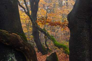 wild forest in autumn