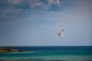 Fototapeta na wymiar Seagull flying on sea