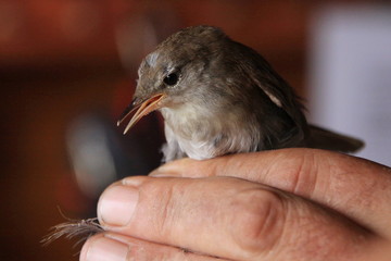 Ringing of birds in a ornithological centre at Lake Vransko near Pirovac in Croatia
