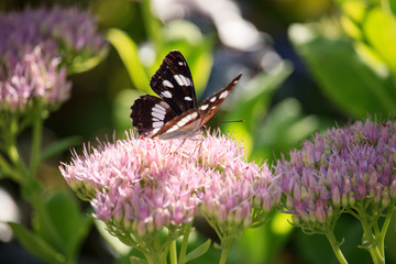 Ladoga camilla on Sedum spectabile Flower