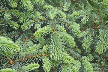 Dew on pine needles