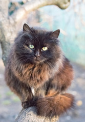 Naklejka na ściany i meble Black beautiful fluffy cat in the spring garden