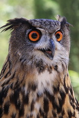 Portrait of an eagle owl
