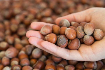 hazelnut concept. hazelnut in the hand.