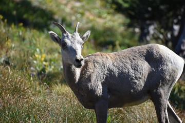 Naklejka na ściany i meble Bighorn Sheep - Grand Teton National Park