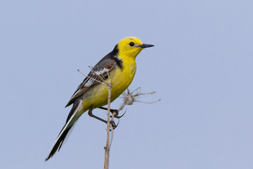 Citrine Wagtail (Motacilla werae)