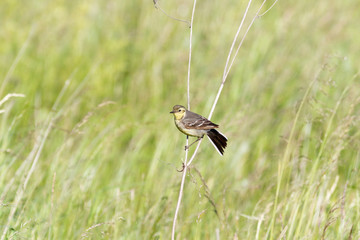 Citrine Wagtail (Motacilla werae)