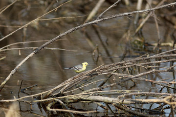 Citrine Wagtail (Motacilla werae)