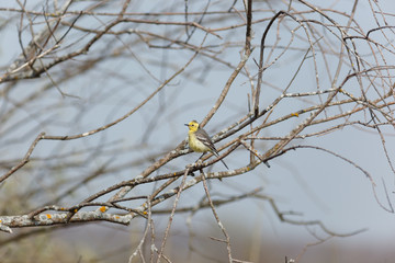 Citrine Wagtail (Motacilla werae)