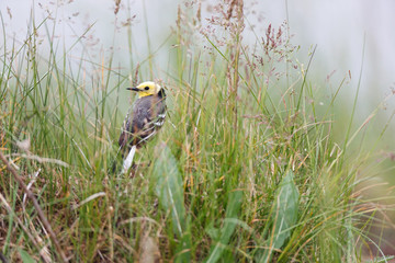 Citrine Wagtail (Motacilla werae)