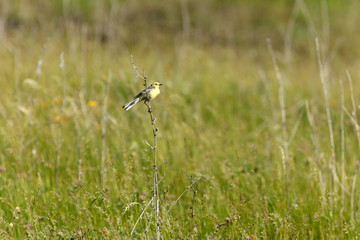 Citrine Wagtail (Motacilla werae)