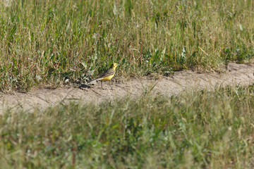 Citrine Wagtail (Motacilla werae)