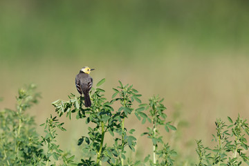 Citrine Wagtail (Motacilla werae)