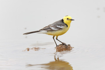Citrine Wagtail (Motacilla werae)