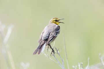 Citrine Wagtail (Motacilla werae)