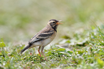 Citrine Wagtail (Motacilla werae)