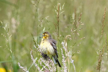 Citrine Wagtail (Motacilla werae)