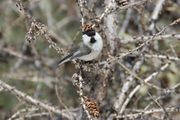 nature food bird snow wildlife