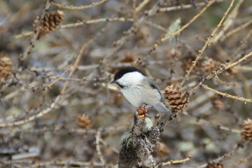 nature food bird snow wildlife