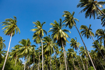 Naklejka na ściany i meble Palm trees on a blue sky and white clouds background, California