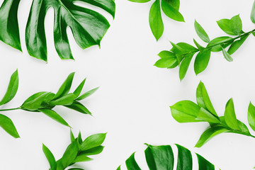 Flatlay with philodendron monstera leaves and green branches, white background, spring or summer background
