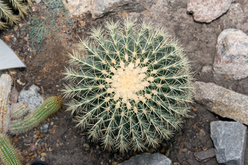 A huge round prickly cactus grows in the greenhouse.