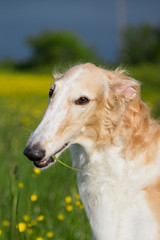 Profile Portrait of russian borzoi dog on a green and yellow field background. Close-up image of beautiful dog breed russian wolfhound in the buttercup meadow