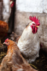 Chickens on the farm. Toned, style, color photo.