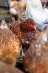 Chickens on the farm. Toned, style, color photo.