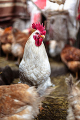 Chickens on the farm. Toned, style, color photo.