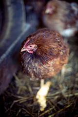 Chickens on the farm. Toned, style, color photo.