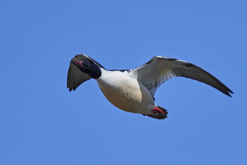 Obraz premium Common goosander (Mergus merganser)